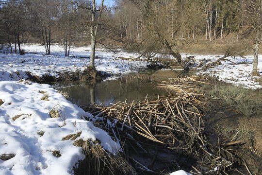 European beaver (Castor fiber) dammed stream in winter, Allg&auml;u, Bavaria, Germany