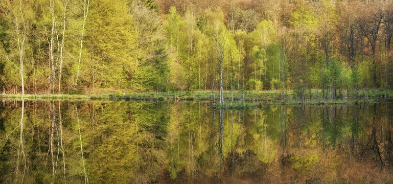 Lake in spring, forest reflected on the shore, Albertsee, swampy sinkhole lake in Frauenseer Forst, Marksuhl, Thuringia, Germany