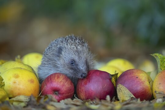 European hedgehog (Erinaceus europaeus) on fallen apples in a garden, Suffolk, England, United Kingdom