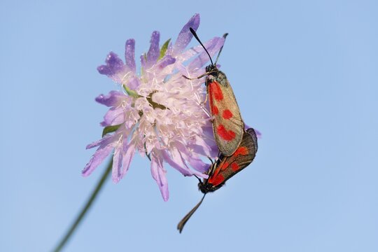 Slender Scotch Burnet (Zygaena loti), mating, Thuringia, Germany
