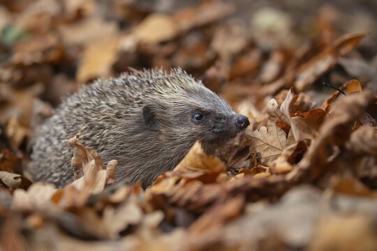 European hedgehog (Erinaceus europaeus) adult amongst fallen autumn leaves in a garden, Suffolk, England, United Kingdom