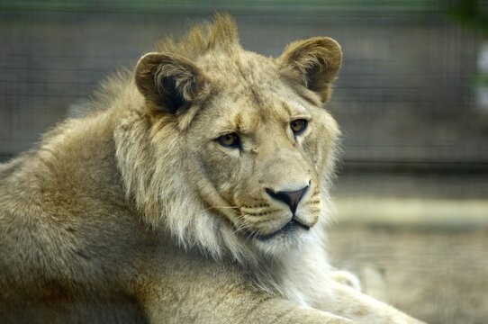 Atlas or Barbary Lion Panthera leo leo young male in captivity