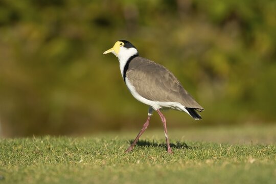 Masked lapwing (Vanellus miles) adult bird on a grass lawn, Royal Botanical gardens, Sydney, New South Wales, Australia