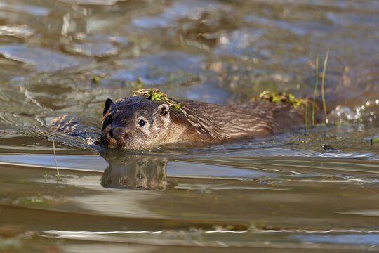 European otter (Lutra lutra) juvenile swimming in a pond, captive