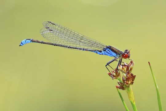 Small Red-eyed Damselfly (Erythromma viridulum), Lahn at Leun-Biskirchen, Hesse, Germany, Europe