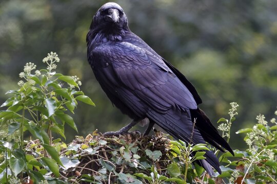 Common raven (Corvus corax), animal portrait, captive, Germany
