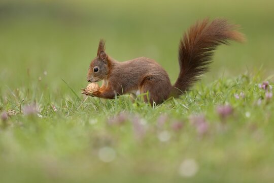 Squirrel (Sciurus vulgaris) foraging with nut, Germany