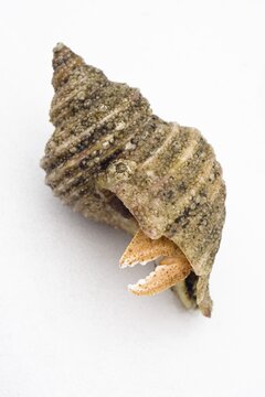 Hermit crab in a shell, Inside Passage, Southeast Alaska, Alaska, USA, North America