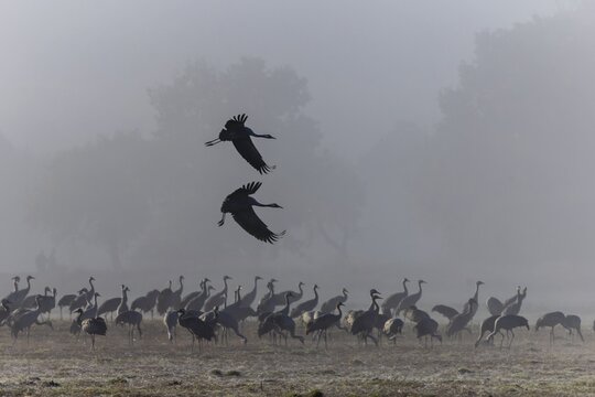 Two cranes flying synchronised over a foggy, quiet meadow, Crane (Grus grus) wildlife, Western Pomerania Lagoon National Park, Zingst, Mecklenburg-Western Pomerania, Germany