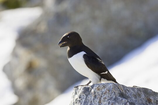 Little Auk (Alle alle) carrying nesting material in its beak, Spitsbergen, Norway, Europe