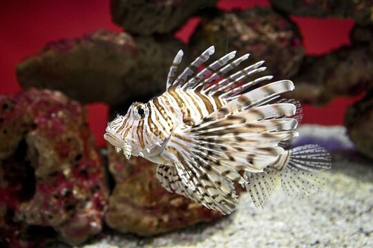 Lionfish (Pterois miles), Two Oceans Aquarium, Cape Town, Western Cape Province, South Africa