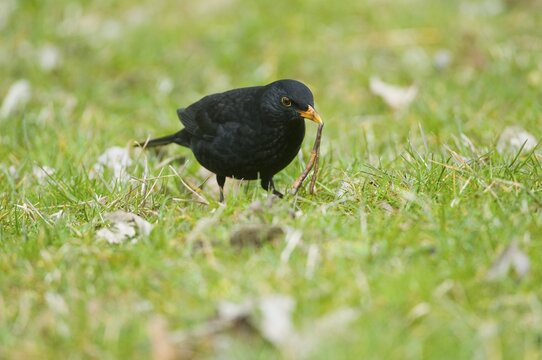 Blackbird (Turdus merula), male, with an earthworm in its beak, Thuringia, Germany
