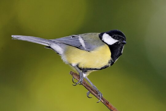 Great tit (Parus major) on a branch, wildlife, Germany