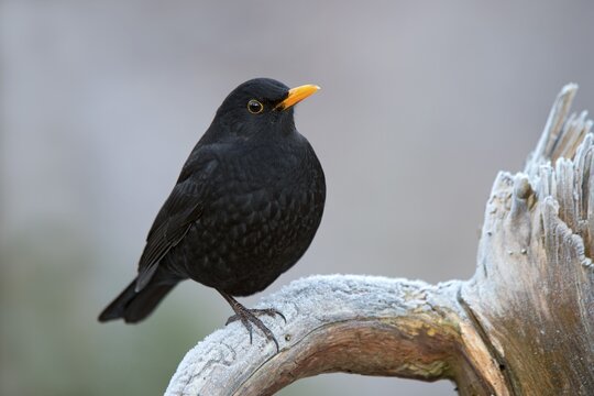 Blackbird (Turdus merula), male, Tyrol, Austria
