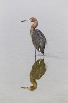 Reddish egret (Egretta rufescens) standing in water,  reflection, Ding Darling National Wildlife Refuge, Sanibel Island, Florida, USA