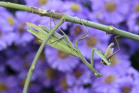 Praying mantis (Mantis religiosa) feeding on grasshopper, Hungary, Europe
