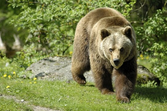 European Brown Bear (ursus arctos), zoo Hellabrunn, Munich, Bavaria, Germany
