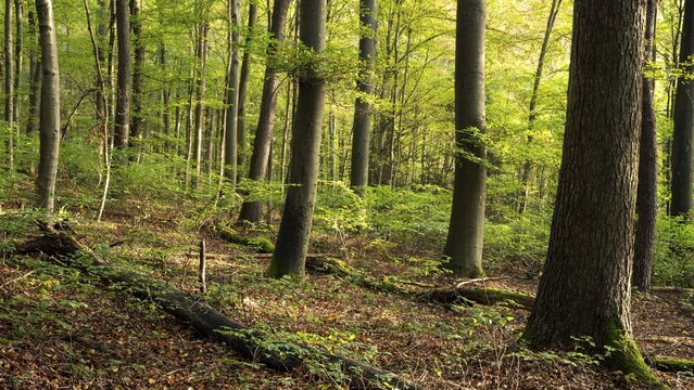 Forest with many beech trees, sunny weather. Hollmuth, Neckargem&uuml;nd, Kleiner Odenwald, Baden-W&uuml;rttemberg, Germany