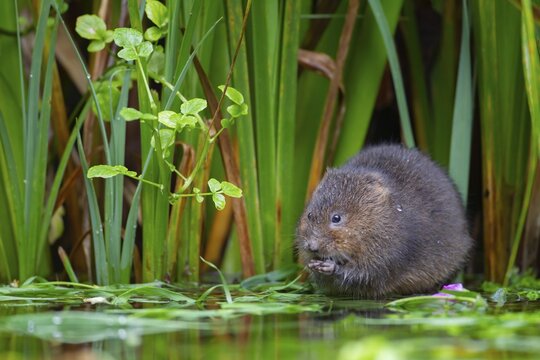 Water vole (Arvicola amphibius) adult animal feeding at the edge of a pond, Kent, England, United Kingdom