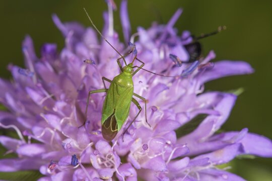 Calocoris affinis (Calocoris affinis) on Knautia dipsacifolia, Baden-W&uuml;rttemberg, Germany