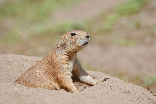 Black-tailed prairie dog (Cynomys ludovicianus) at the burrow, captive, occurrence in North America