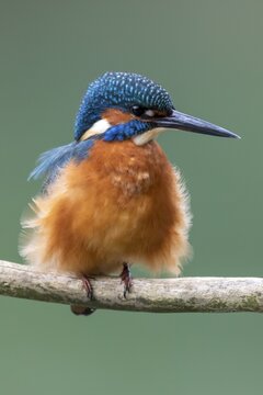 Common kingfisher (Alcedo atthis), sitting puffed up on a branch, Germany