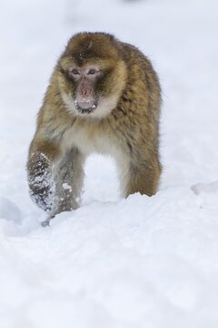 Barbary Macaque (Macaca sylvanus), adult, in the snow, captive, Rhineland-Palatinate, Germany