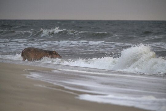 Hippopotamus (Hippopotamus amphibius) disappearing into the Atlantic Ocean, Surfing Hippos, Petit Loango, Loango National Park, Parc National de Loango, Ogoou&eacute;-Maritime Province, Gabon