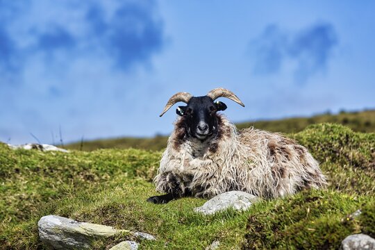 Domestic sheep (Ovis aries) with black head and horns in a meadow on Mount Slievemore, Acaill, Achill Island, Mayo, Ireland