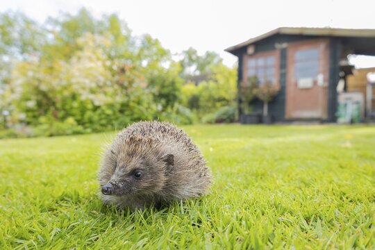 European hedgehog (Erinaceus europaeus) adult animal on a garden lawn, with a shed in the background England, United Kingdom