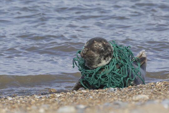 Grey seal (Halichoerus grypus) adult animal sleeping on a beach with netting wrapped around its body, Norfolk, England, United Kingdom