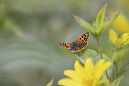 Small copper (Lycaena phlaeas) butterfly adult resting on a sunflower leaf in a garden, Suffolk, England, United Kingdom