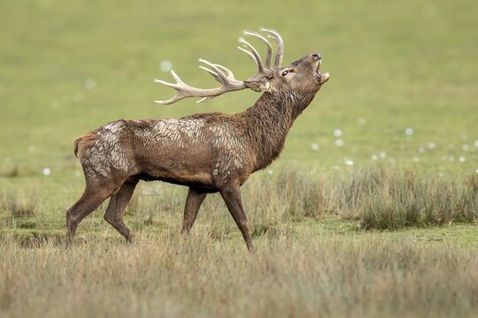 Red deer (Cervus elaphus), deer roaring during the rut