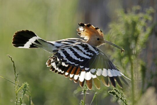 Hoopoe (Upupa epops) in flight with food, wildlife, Rhineland-Palatinate, Germany