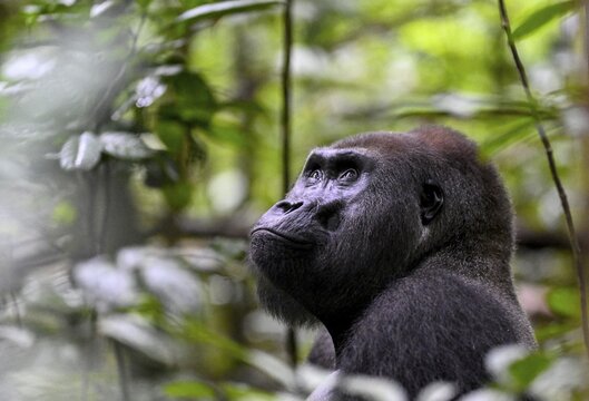 Western lowland gorilla (Gorilla gorilla gorilla), male, silverback, Ba&iuml;-Hokou, Dzanga-Ndoki National Park, Unesco World Heritage Site, Dzanga-Sangha Complex of Protected Areas (DSPAC), Sangha-Mba&eacute;r&eacute; Prefecture, Central African Republic