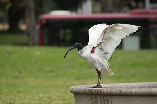 Australian white ibis (Threskiornis molucca) washing itself on the side of a fountain, Sydney, New South Wales, Australia