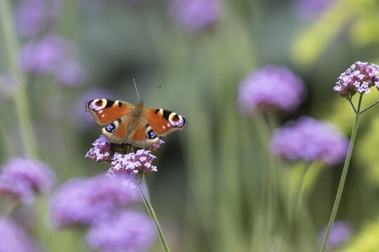 Peacock butterfly (Aglais io) adult feeding on a garden Verbena flower, Norfolk, England, United Kingdom