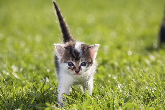 Young cat (Felis silvestris catus) running in the grass, 3 weeks, Germany