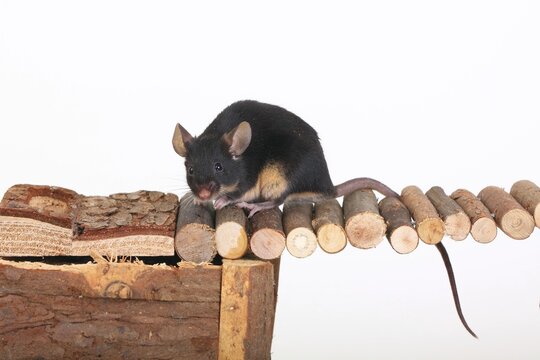 Fancy Mouse sitting on a wooden bridge, a domesticated form of the House Mouse (Mus musculus)