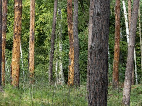 Bark beetle in pine forest, trees and tree trunks infested by pests, Brandenburg, Germany
