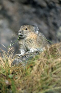 North American Pika, Rock Rabbit or Coney (Ochotona princeps), Mount Robson National Park, British Columbia, Canada, North America