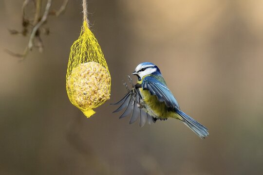 Blue tit (Cyanistes caeruleus) flies at a tit dumpling, wildlife, Germany