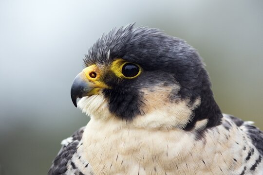 Peregrine falcon (Falco peregrinus), portrait, Falconry in the Neuhaus Wildlife Park, Neuhaus im Solling, Solling-Vogler nature park Park, Lower Saxony, Germany
