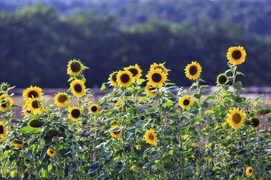 Common sunflowers (Helianthus annuus) in a field for self-pickers, Marienm&uuml;nster, Teutoburg Forest Eggegebirge nature park Park, Weserbergland, Germany