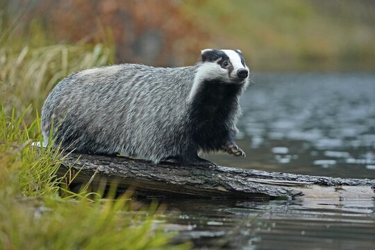 European badger (Meles meles), on the bank by a pond, Czech Republic