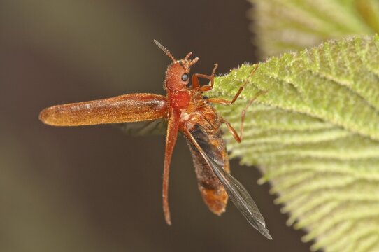 Common Red Soldier Beetle (Rhagonycha fulva) preparing to fly, Untergr&ouml;ningen, Abtsgmuend, Baden-W&uuml;rttemberg, Germany