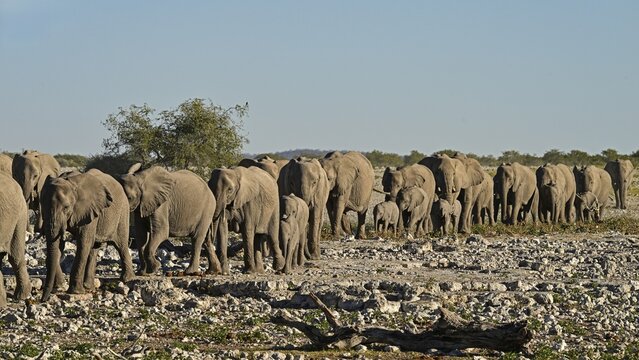 Herd of elephants (Loxodonta africana) walking through the savannah landscape, Etosha National Park, Namibia