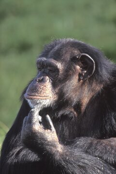 Chimp chimpanzee Pan troglodytes