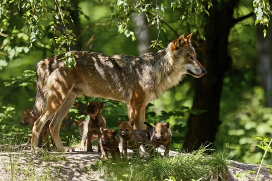 European gray wolf (Canis lupus) alpha wolf with pups, Germany