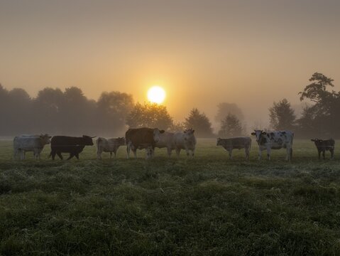 Cattle (Bos taurus) in autumn mist at sunrise on pasture, Spreewald, Brandenburg, Germany